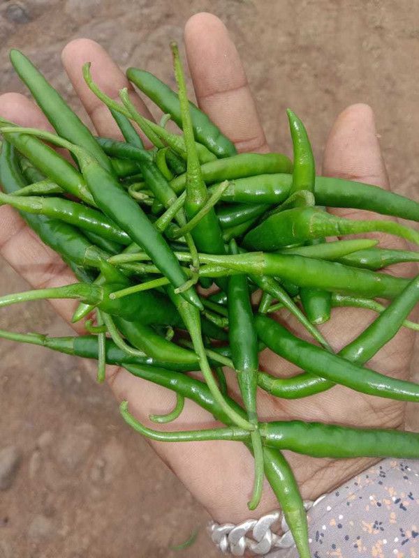 granthi G4 Green Chilli हरी मिर्च Seed  (300 per packet)