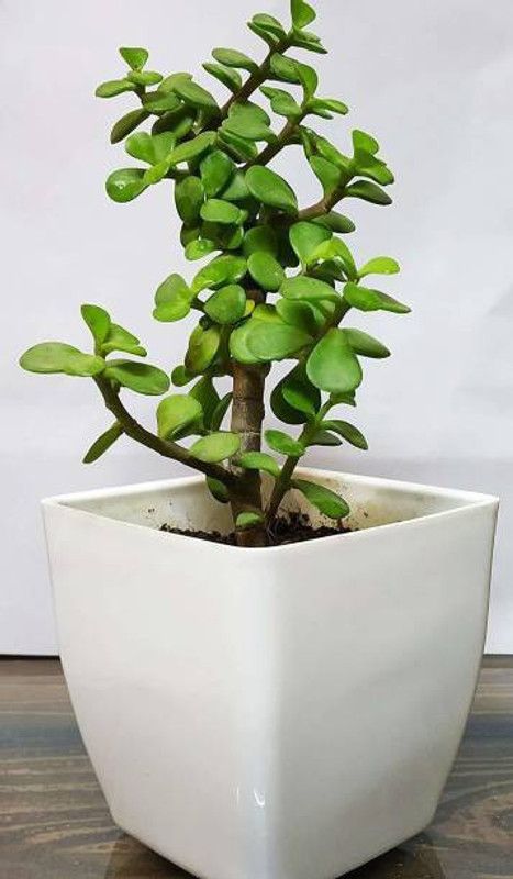 Selpline Jade Plant  (Pack of 1)