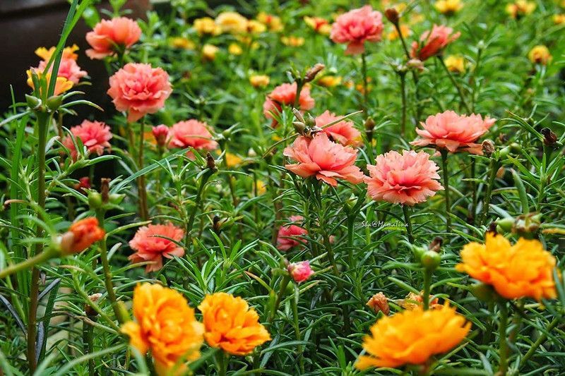 CYBEXIS Portulaca Grandiflora Seed Seed  (50 per packet)
