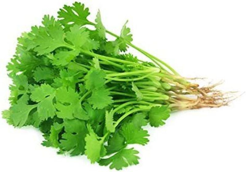 VibeX ® XXL-12 Cilantro Seeds (Coriandrum sativum) Seed  (500 per packet)