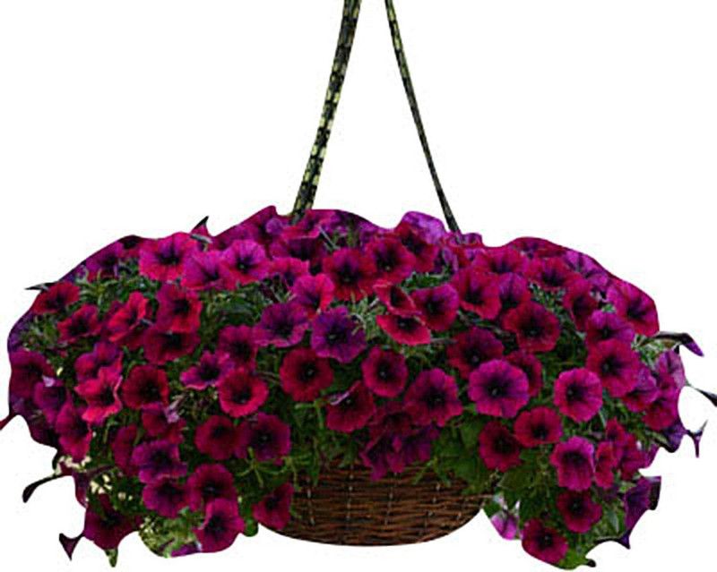 CYBEXIS Petunia - Shock Wave Deep Purple F1 Seeds Seed  (50 per packet)