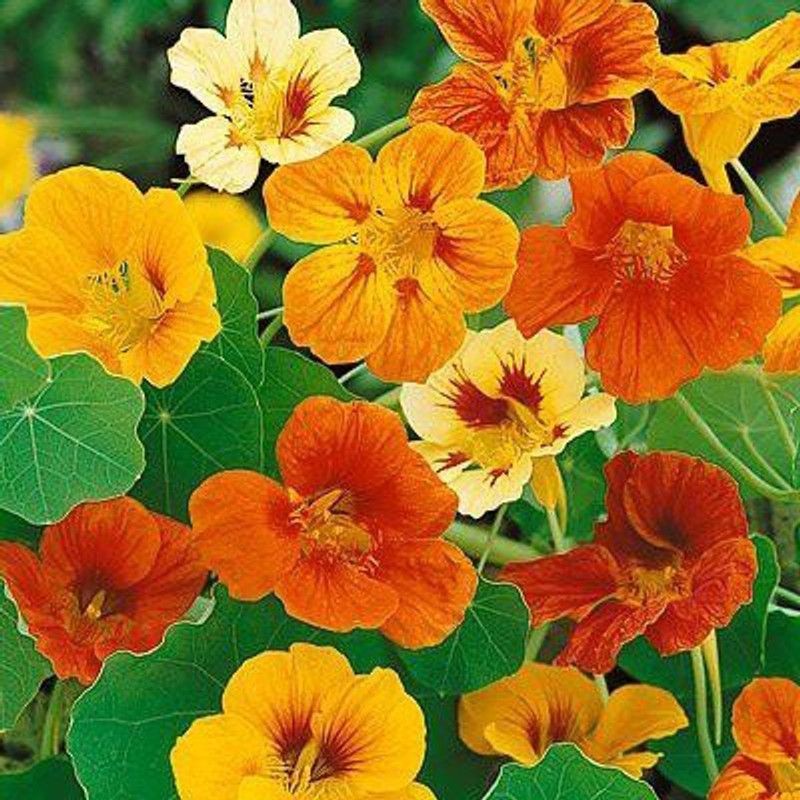 CYBEXIS Nasturtium Dwarf Cherry Rose Flower Seeds Seed  (1 g)
