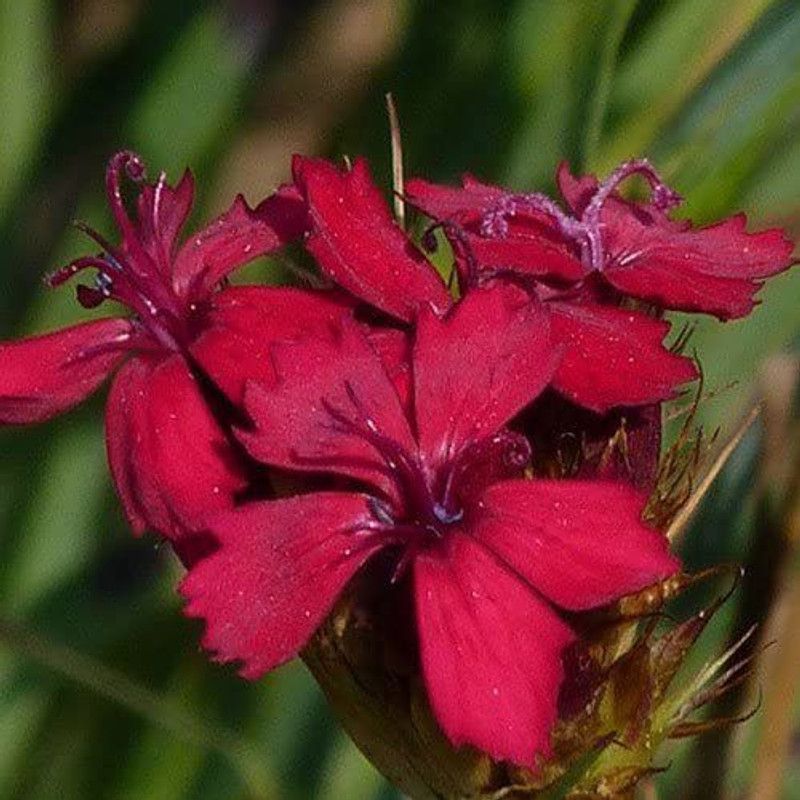 CYBEXIS Dianthus Cruentus Seeds Seed  (50 per packet)