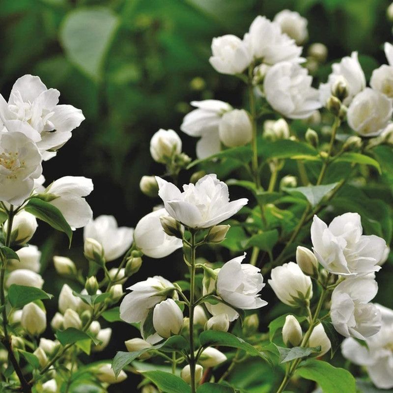 WILLVINE Jasmine Seeds People Widely Favorite Perennial Seed  (100 per packet)