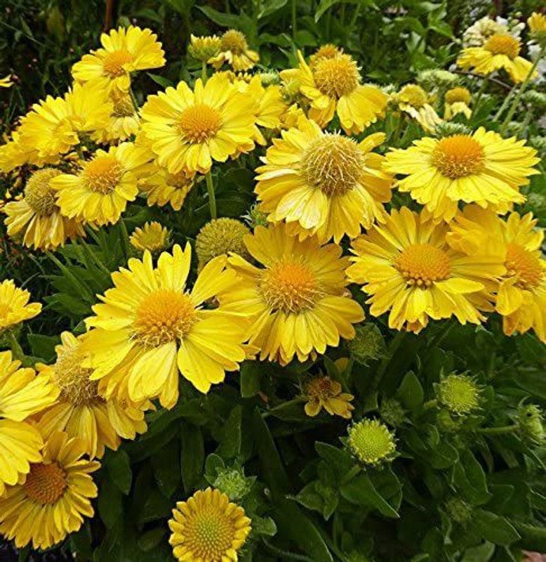 CYBEXIS Flower Seeds Russian Gaillardia Yantar, Seeds of Gaillardia from Russia Seed  (1 g)