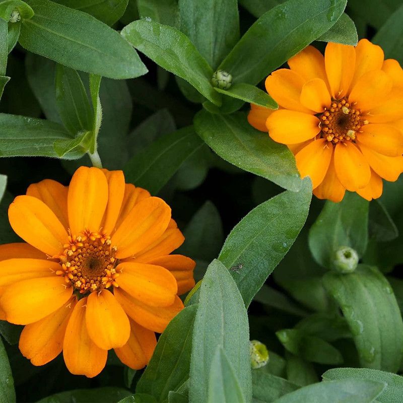 CYBEXIS Zinnia Flower Garden Seeds - Orange Seed  (1 g)