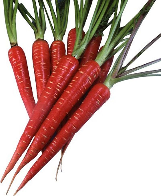 XOLDA Red Carrot / Desi Seed  (62 per packet)