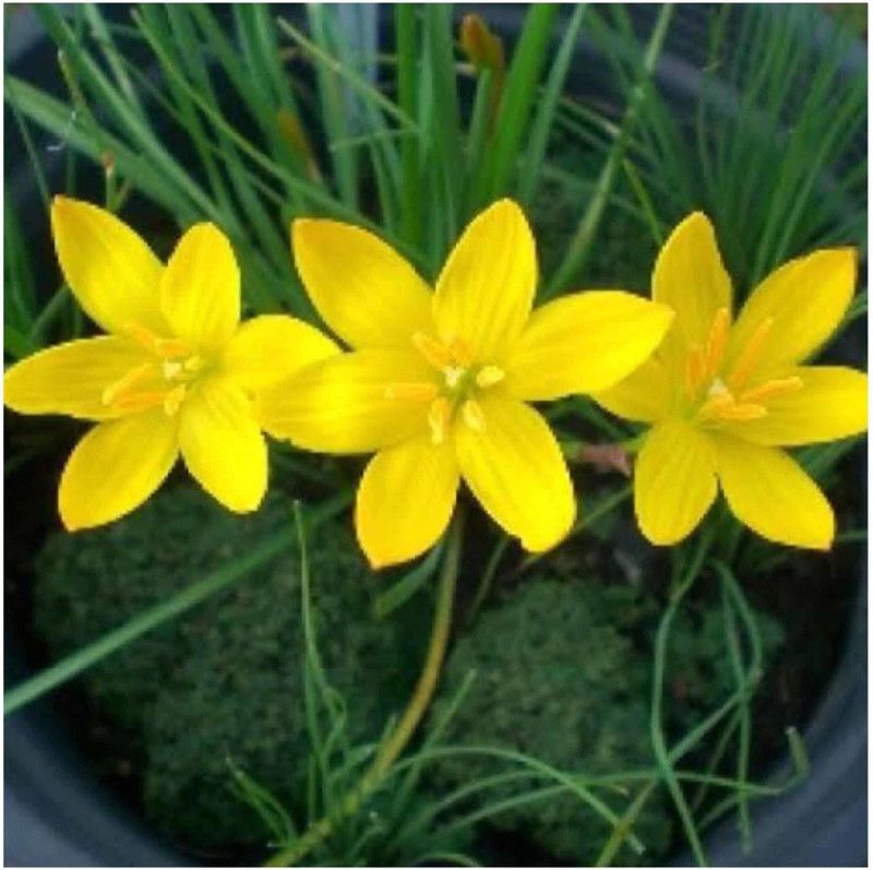 bloomaura Zephyranthes Seed  (10 per packet)