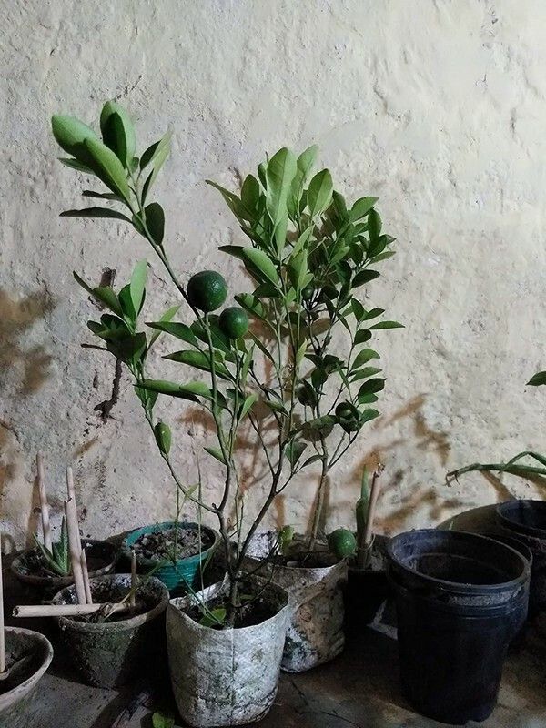 Zomoloco Orange Plant  (Hybrid, Pack of 1)