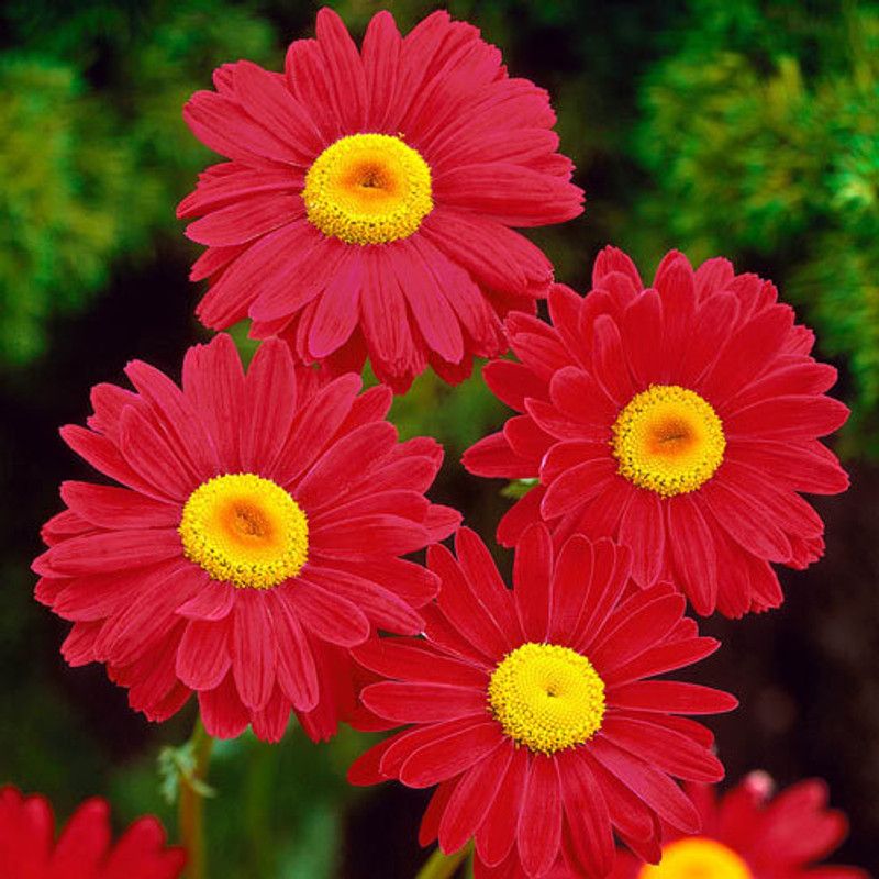 Mozette Exotic daisy red Seed  (10 per packet)
