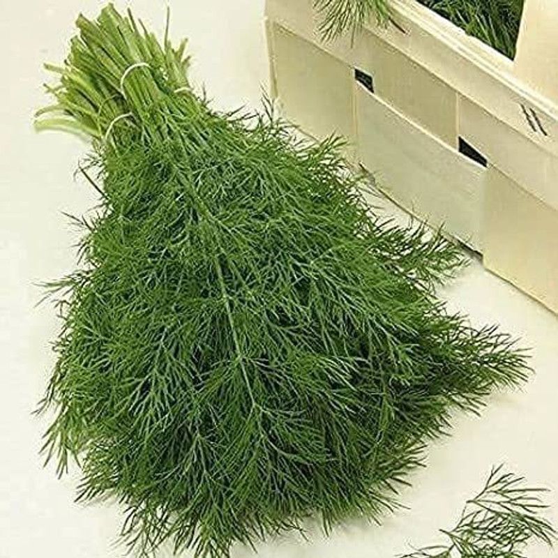 XOLDA Organic Soya Dill Plant Seed  (83 per packet)
