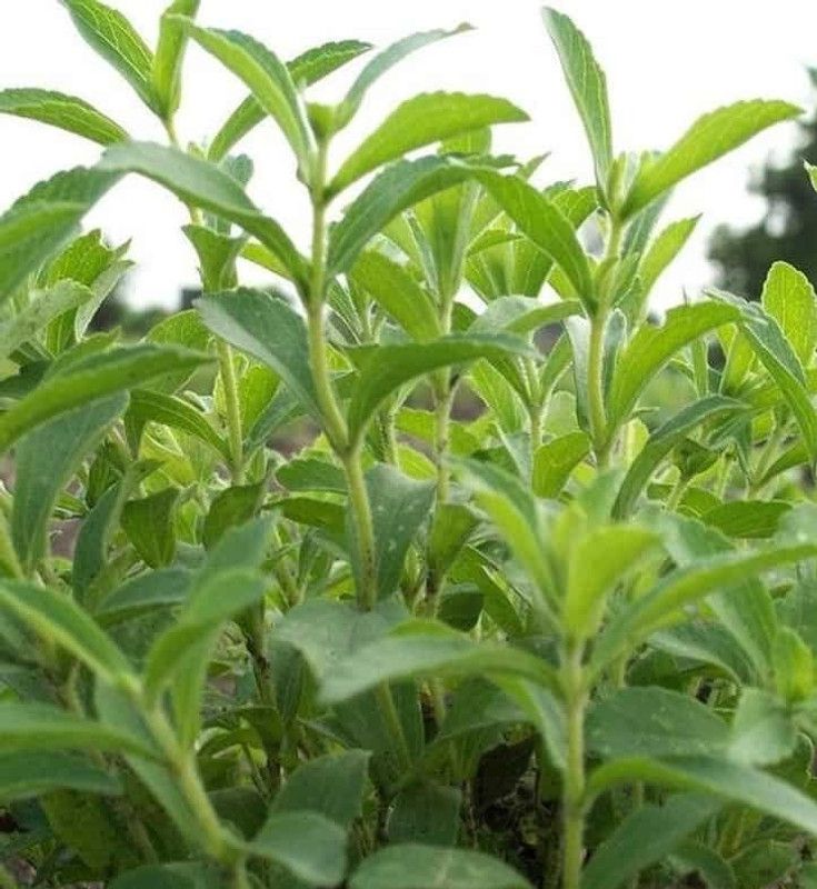 Orazen Stevia rebaudiana Seed  (50 per packet)
