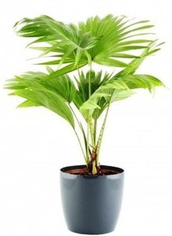 natikrd China Palm Plant  (Hybrid, Pack of 1)