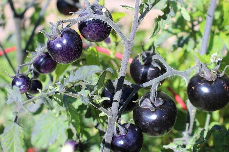 TRICONE Tamatar Seed  (250 per packet)