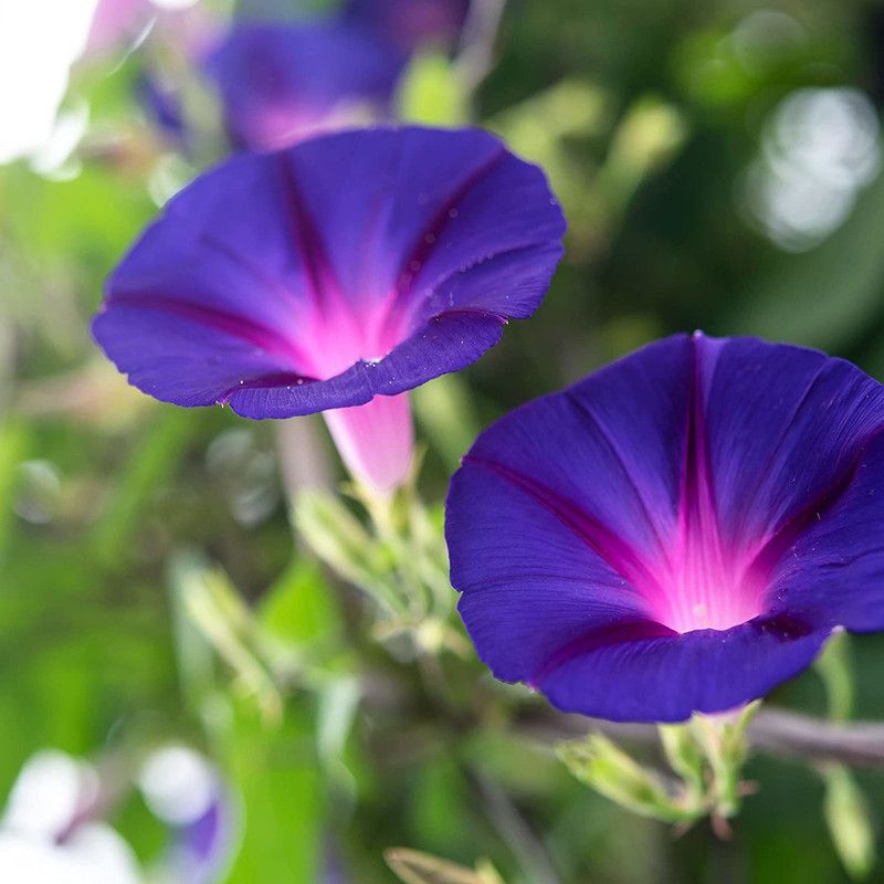 KANAYA Morning Glory Seed  (29 per packet)