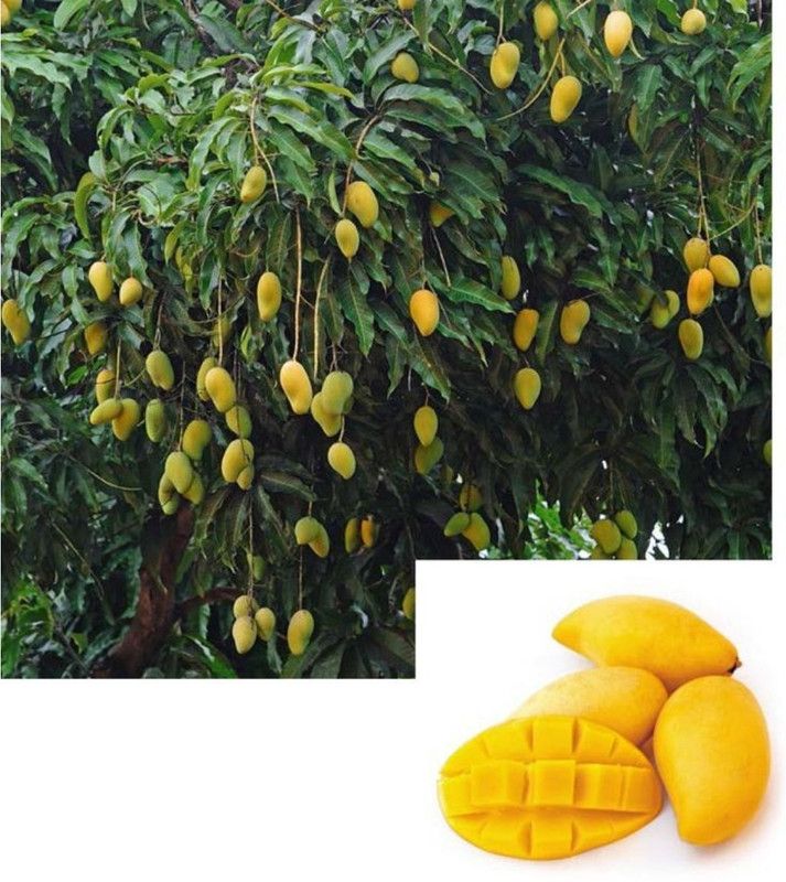 EROANVIA Mango Plant  (Hybrid, Pack of 1)