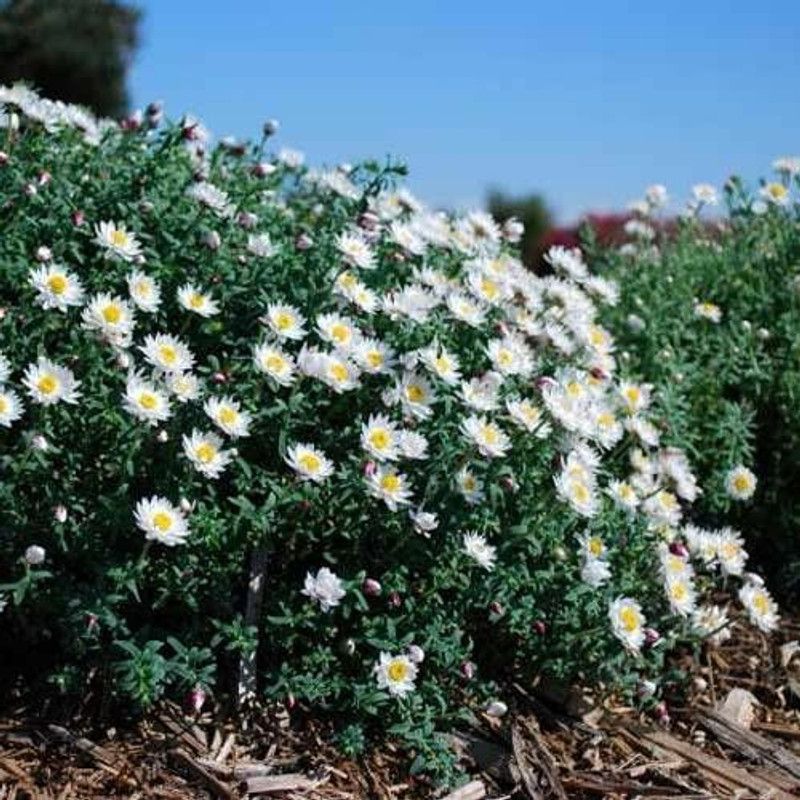 XOLDA Exotic daisy white Seed  (27 per packet)