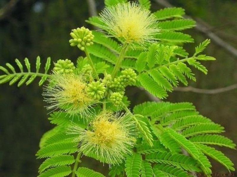 SHOP 360 GARDEN Albizia amara, Krishna Siris, Oil cake tree, Arappu - multipurpose tree Seeds for Growing - Pack of 30 Seeds Seed  (30 per packet)