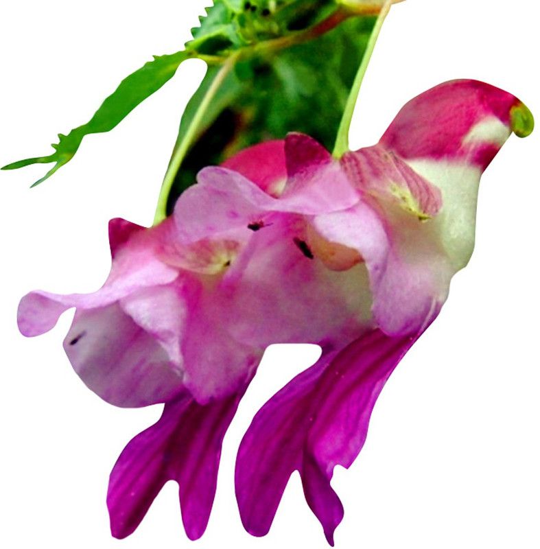 Redoak Parrot Orchid Flower-Red And Violet Seed  (100 per packet)