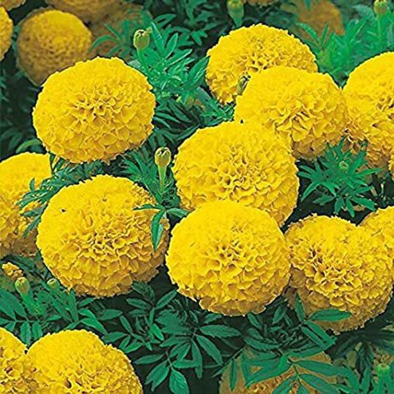XOLDA Hybrid Mari Gold yellow Seed  (74 per packet)