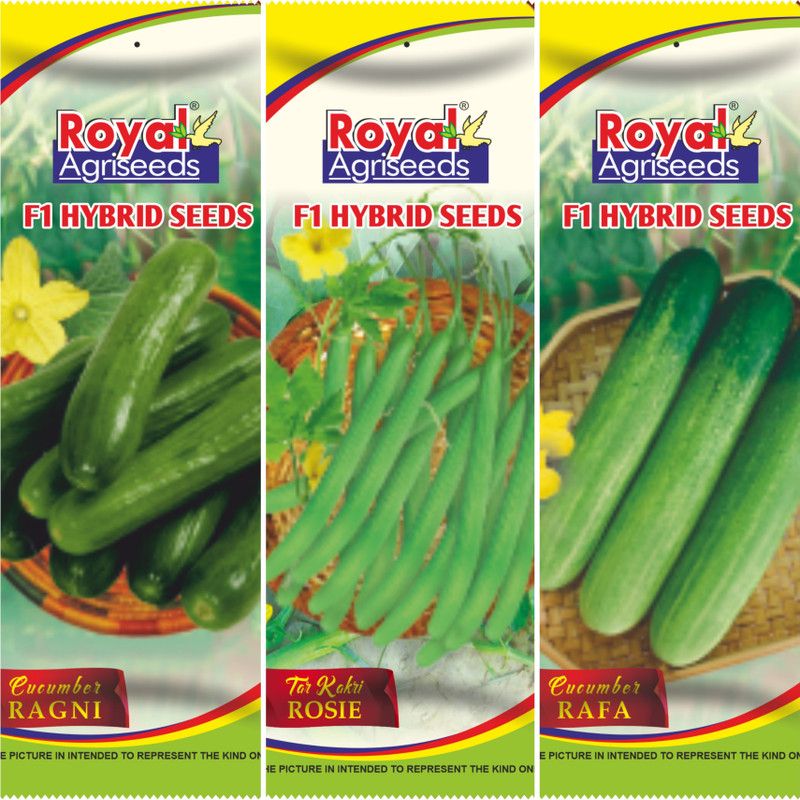 ROYAL AGRISEEDS TarKakri, Cucumber Rafa, Cucumber Ragni Seed  (300 per packet)