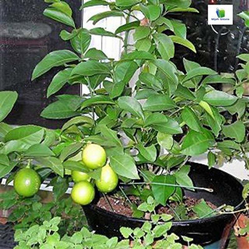 FURYHUB Sweet Lemon Plant  (Hybrid, Pack of 1)