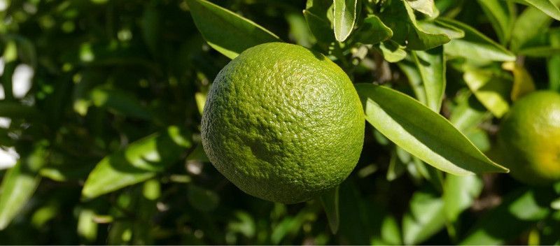 Klone Sweet lemon, and sweet limetta Seed Seed  (20 per packet)