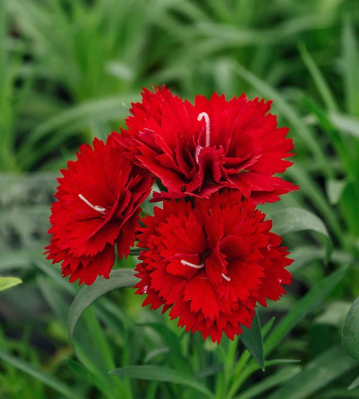 XOLDA Hybrid Carnation Seed  (53 per packet)