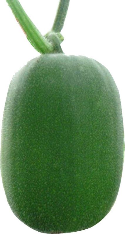 Futaba Winter Melon - 10 PCS Seed  (10 per packet)