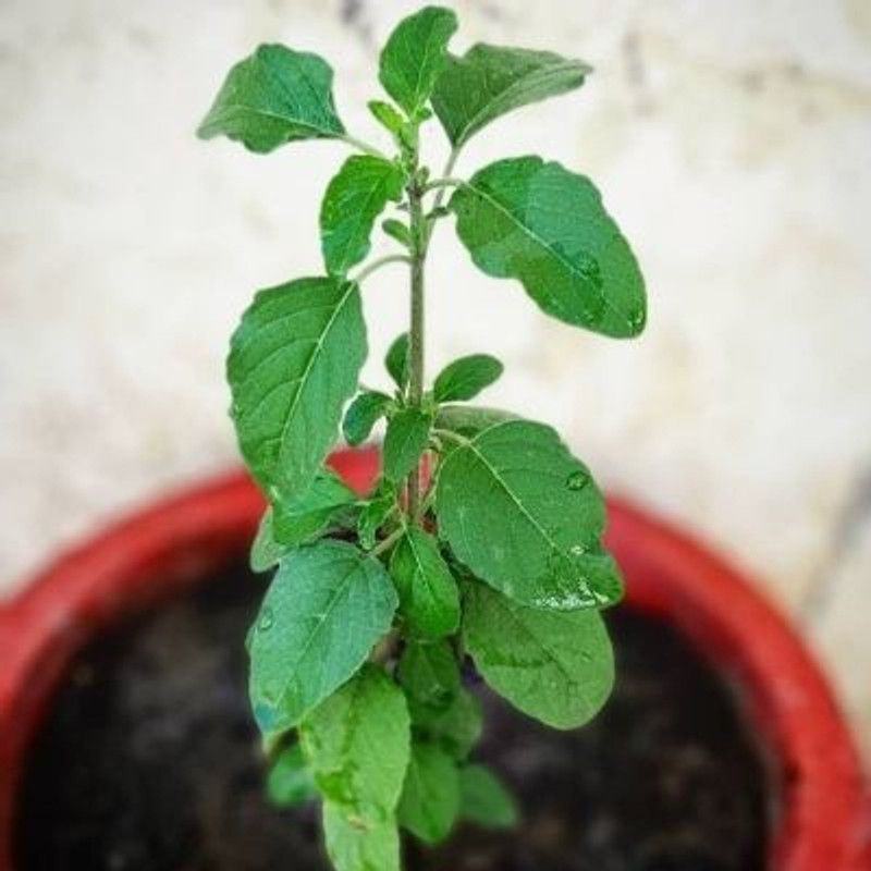 XOLDA Tulsi herbs Seed  (1 per packet)
