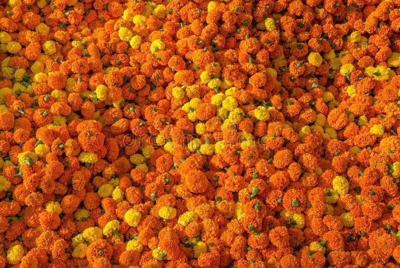 XOLDA Marigold Gendaphool Mix Seed  (21 per packet)