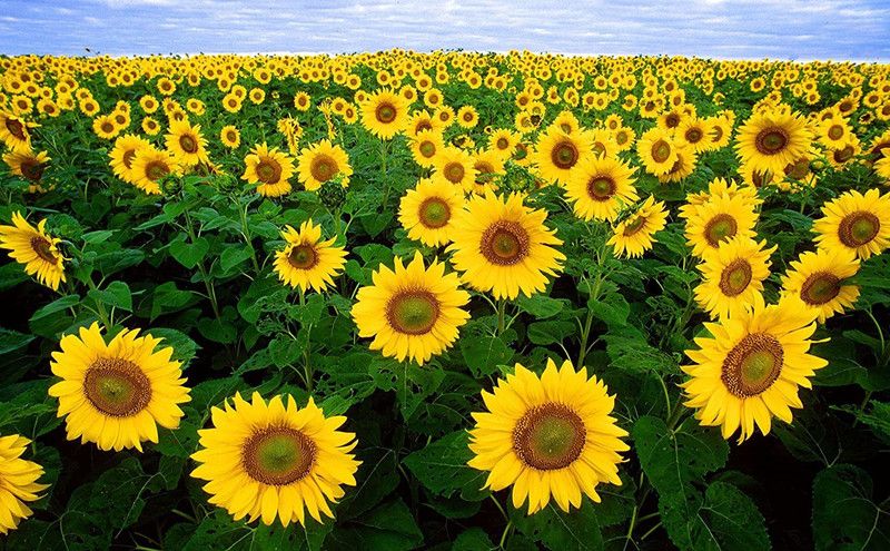 KANAYA Hybrid Sunflower Flower Seed  (36 per packet)