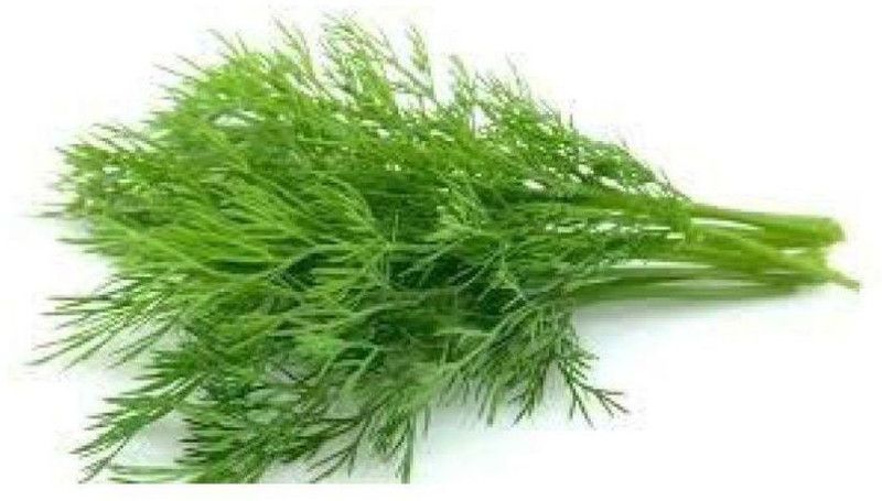 Mozette Soya Seed  (51 per packet)