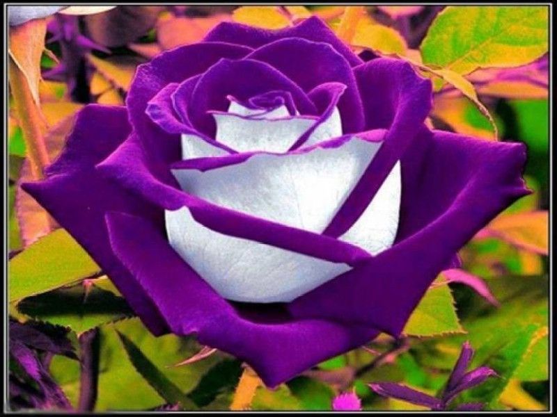 VS GLOBAL beautifull imported RUBY rose (100 PER PACKET) Seed  (100 per packet)