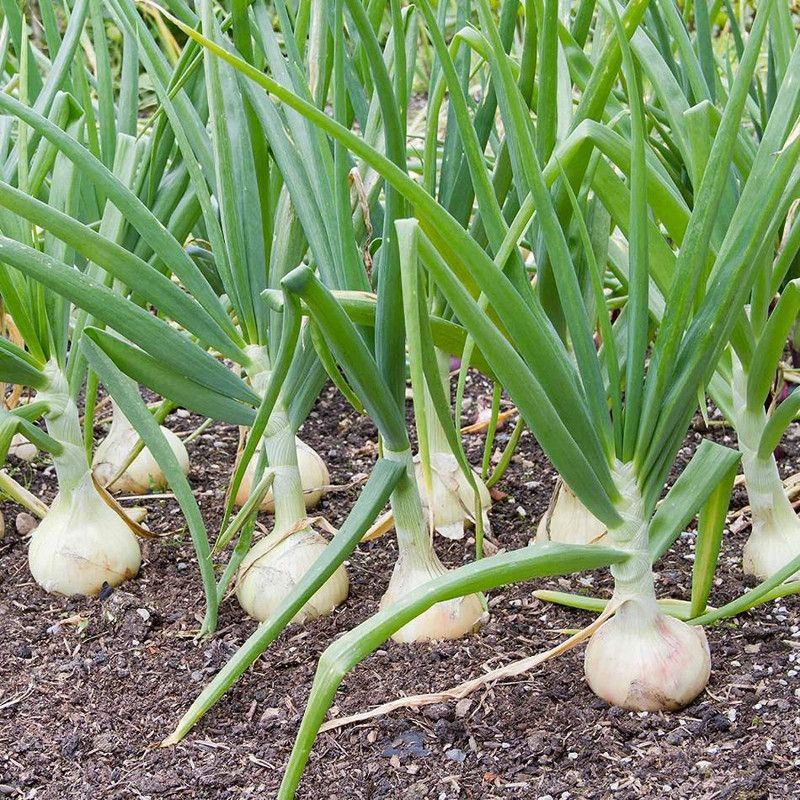 Paudha White onion Seed  (50 per packet)