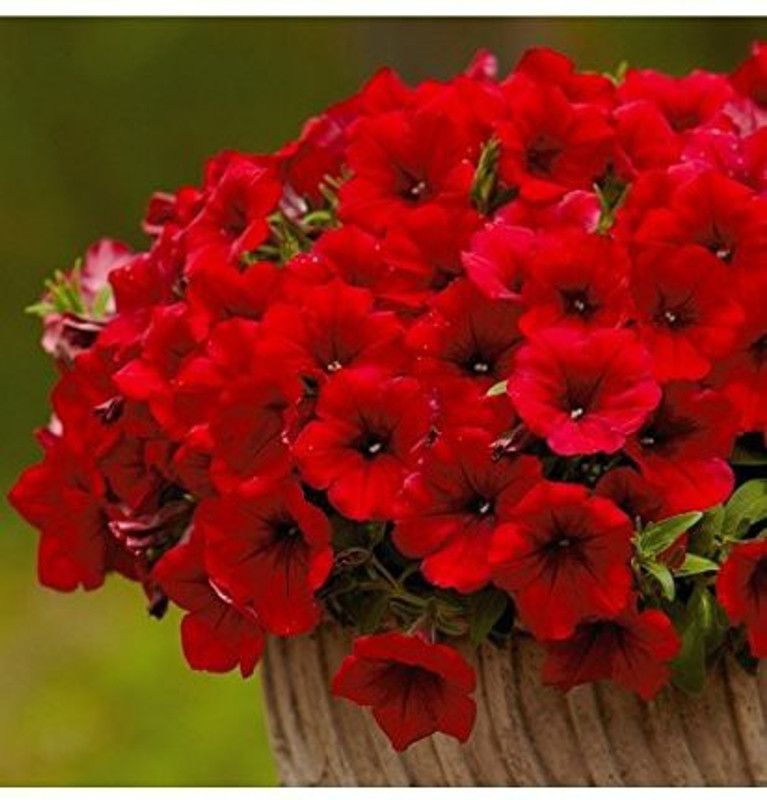 CYBEXIS Petunia-Scarlet Red Seeds Best Quality Flower Seed  (50 per packet)