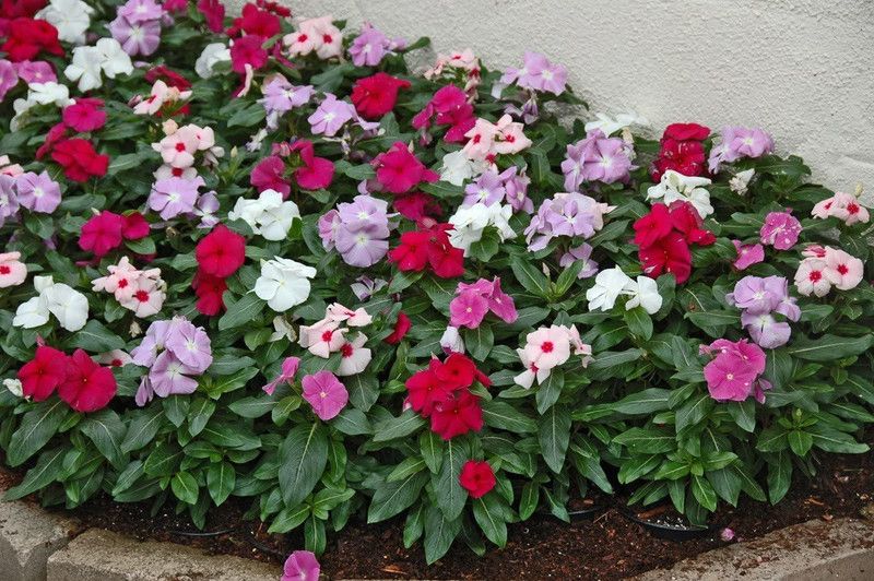 XOLDA Vinca Dwarf Mix Seed  (24 per packet)