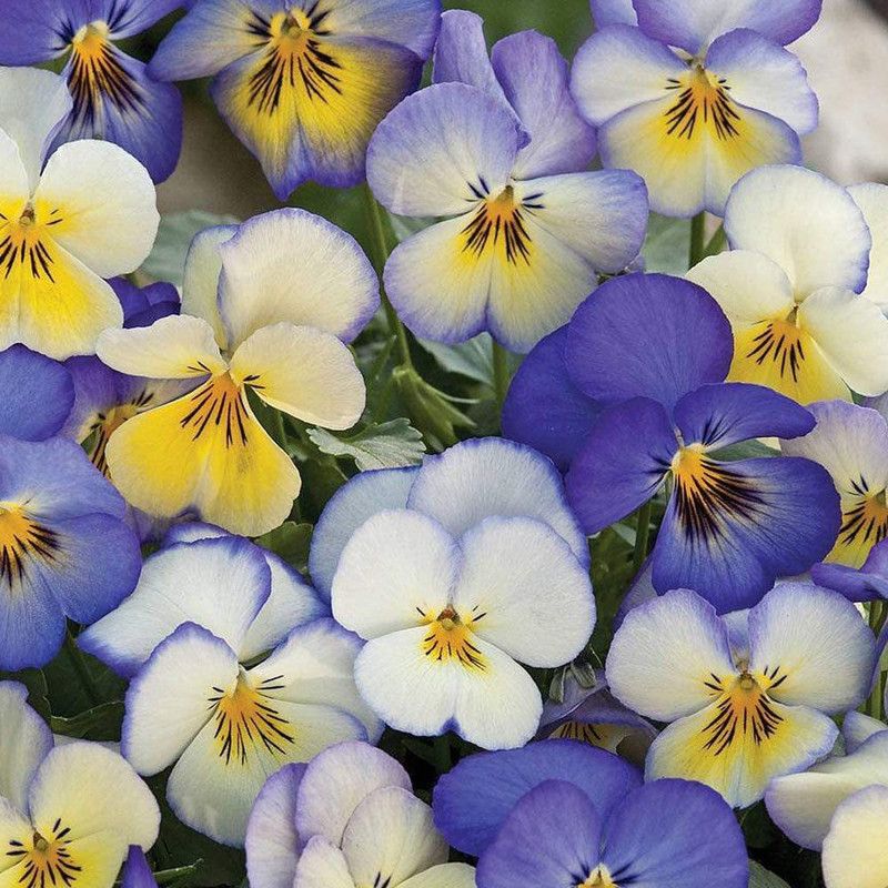 CYBEXIS Viola ‘Cool Summer Breeze’ (Pansy) Seed  (50 per packet)