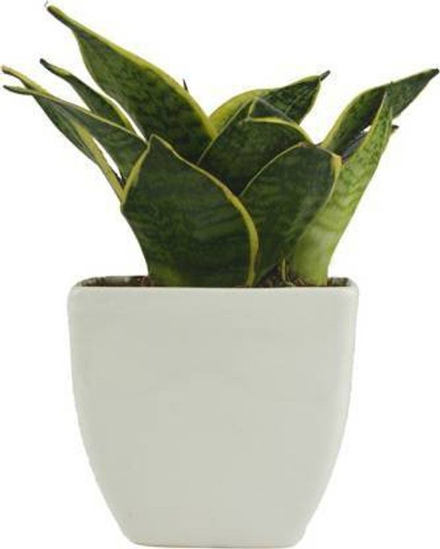 GETFLIX Snake Plant  (Hybrid, Pack of 1)