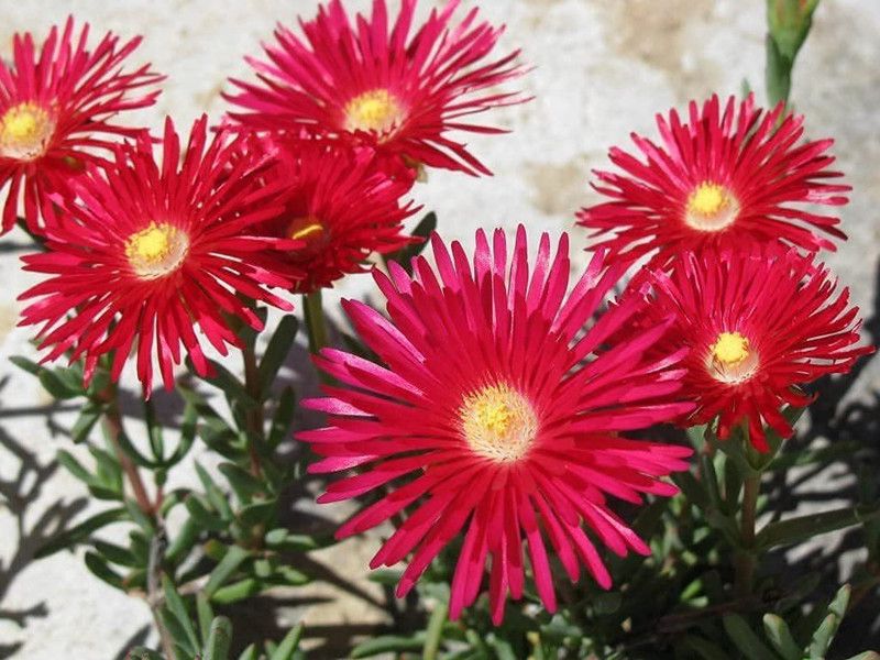 KANAYA Ice Mix Colors Seeds F1 Hybrid Seeds For Home Gardening Seed  (44 per packet)