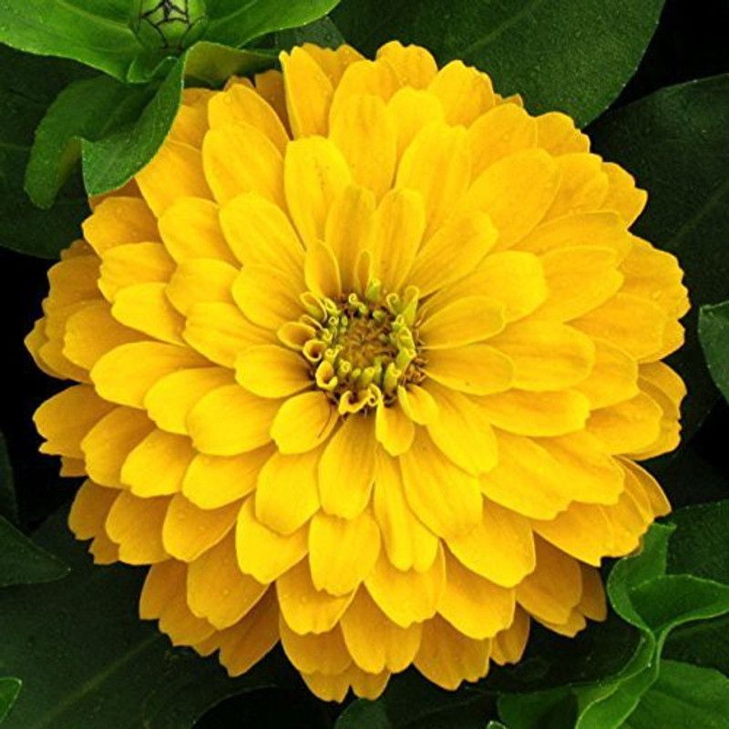 CYBEXIS Zinnia Elegans Canary Bird Yellow Seed  (25 per packet)