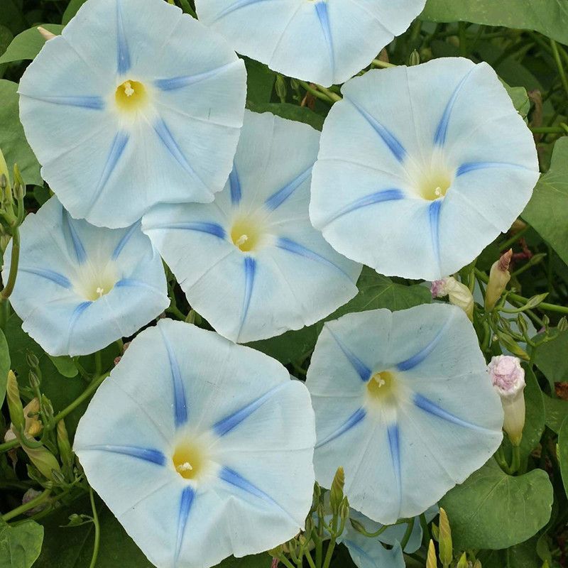 CYBEXIS Morning Glory Ismay Seeds Seed  (1 g)