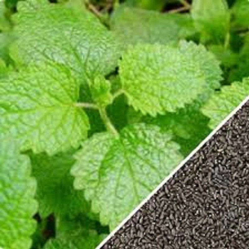 Mozetto Lemon Balm Seed  (25 per packet)