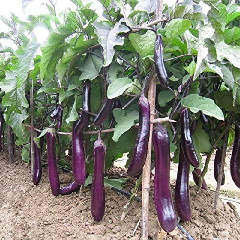 WILLVINE XL-864 Long Black Purple Brinjal Seeds Seed  (200 per packet)