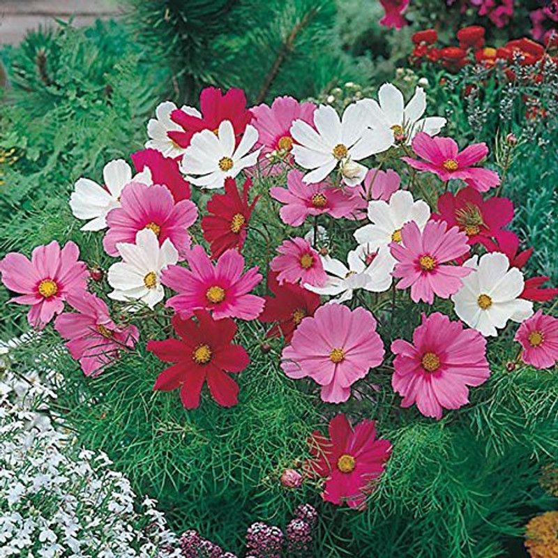 CYBEXIS Gardens Rare cosmos flower" Dwarf Sonata Mixed" Ornamental flower Seeds Seed  (50 per packet)