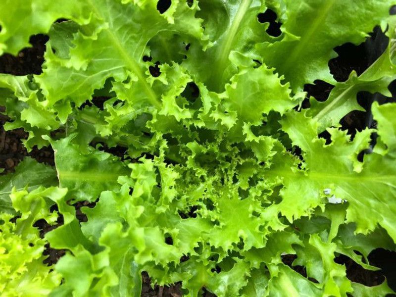 Paudha Lettuce Curly Hybrid Seed  (50 per packet)