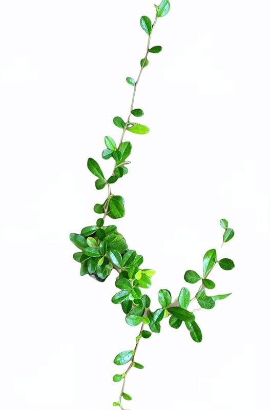 Dream mall Tea Plant  (Hybrid, Pack of 1)