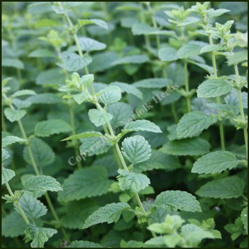 Paudha Balm Mint Seed  (41 per packet)