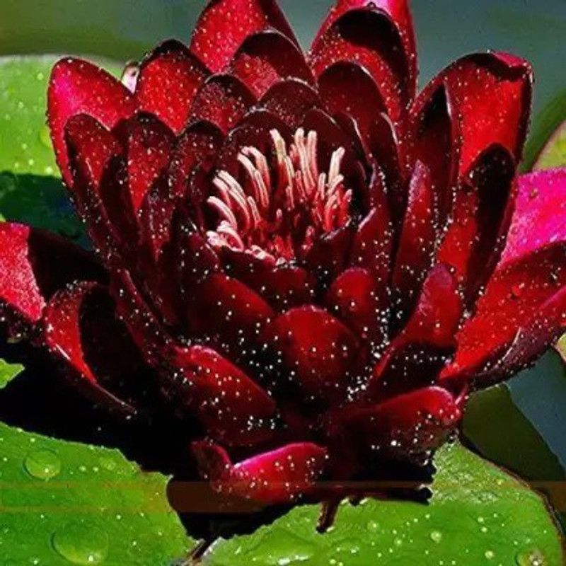 Aro Lotus, Kamal Seed  (10 per packet)