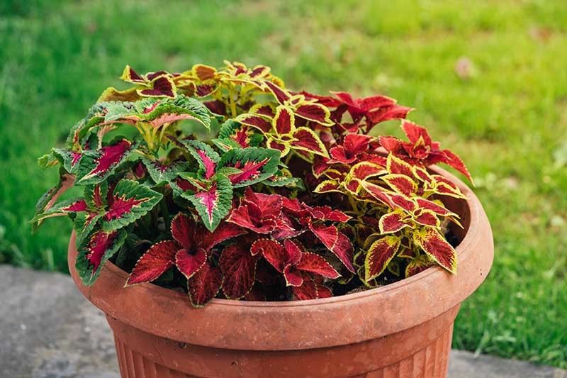 XOLDA Coleus Rainbow Mix Seed  (49 per packet)